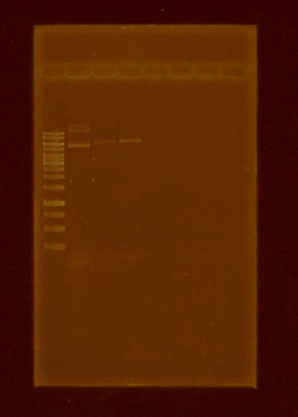 File:Pau 12 jul 2011.JPG