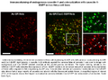 Thumbnail for version as of 23:52, 16 February 2009