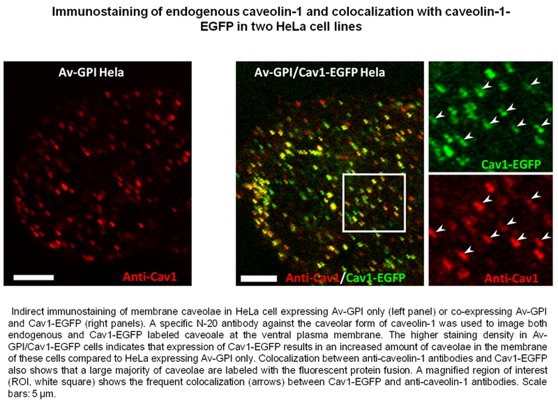 File:Figure6.png