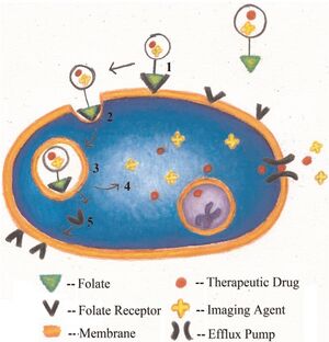 Utilizing the folate receptor for active targeting of cancer nanotherapeutics