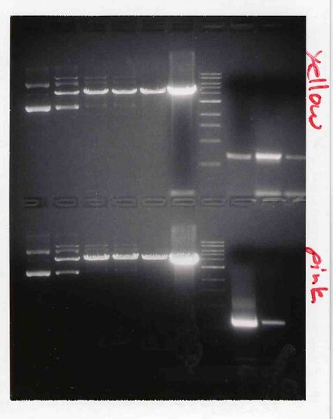 File:Macintosh HD-Users-nkuldell-Desktop-WFlabM1D3 YellowPink.jpg