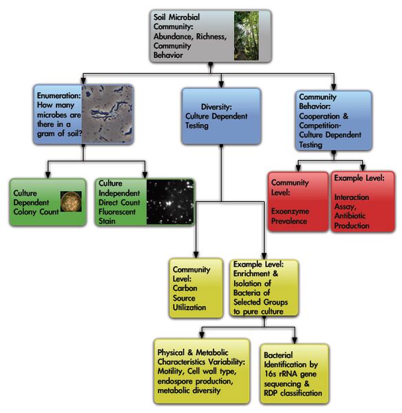 File:Schema soil community project.jpg
