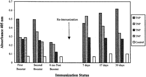 Absorbance readings from ELISA assays. Each shaded bar represents a different mouse. An initial immunization (not shown) and two additional boosters were first given to the mice and their antibody levels were measured. To test for longevity, 8 months were allowed to pass before testing for antibodies again. To test for immunological memory, the mice were immunized a single time and subsequent levels of antibodies in the following days were measured.[9]