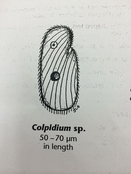 File:Image clopidium.jpg
