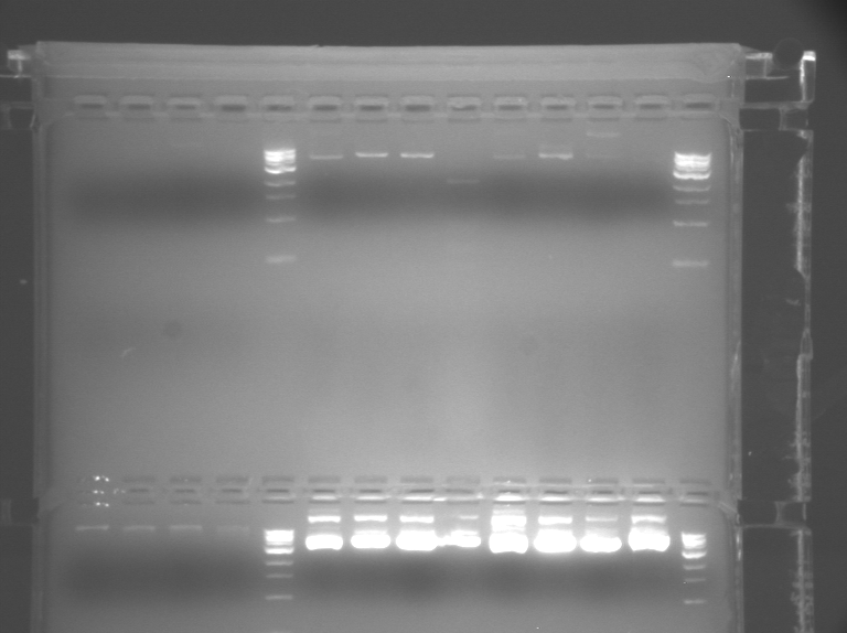 File:Orange TR Restriction.BMP