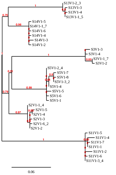 File:Phylo tree visit 1 all sequences.png