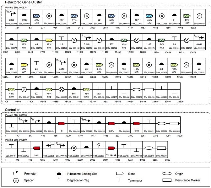 File:Refactored Gene Cluster.jpg