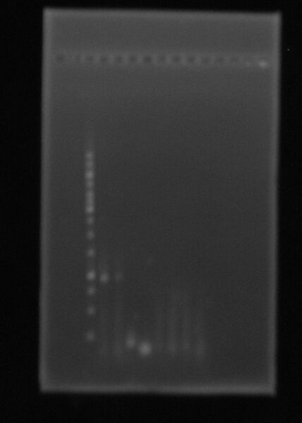 File:1octPCRcolLig (2).JPG