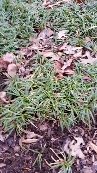 File:20160204 124516.jpg