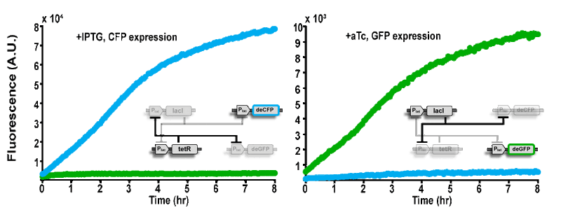File:Bistable plasmid graph.jpeg