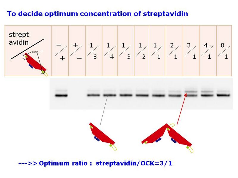 File:Dimerization Optimum SACOnc-Todai.jpg