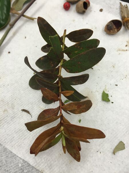 File:Plant Sample 1a Rachel Weger.JPG