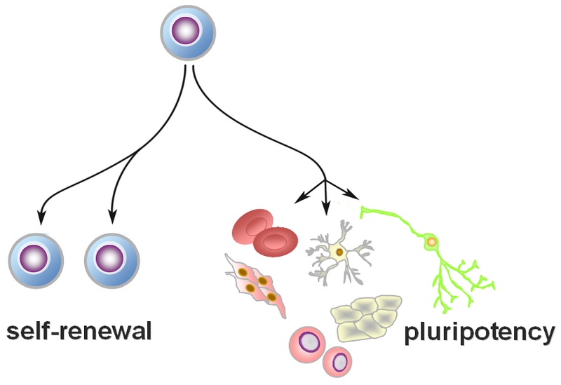 File:Pruszak pluripotent stem.PNG