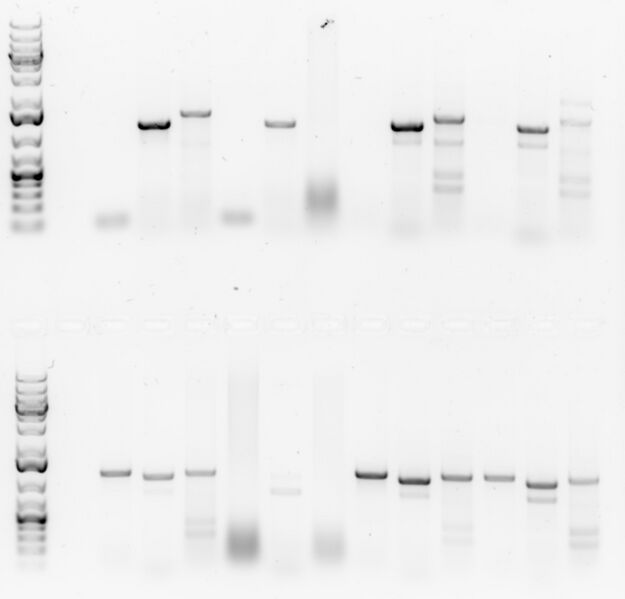 File:20161-06-21 Verification gel 1.jpg