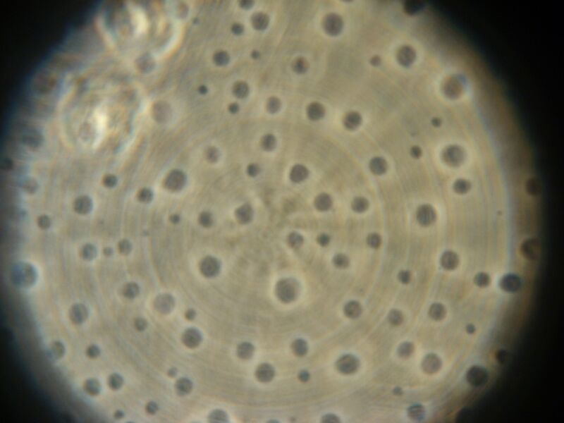 File:IC07 image153.jpg