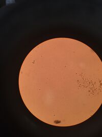 Picture of Paramecium bursaria located on the upper middle of the picture