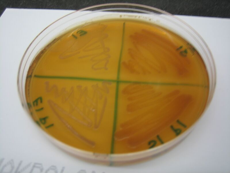 File:McConkey Plate 2.JPG