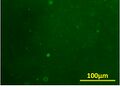 Thumbnail for version as of 04:04, 27 October 2013