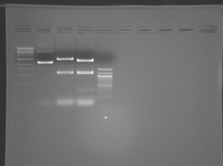 File:S09 FspDigest-bright.BMP