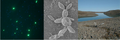 Thumbnail for version as of 22:11, 17 December 2007