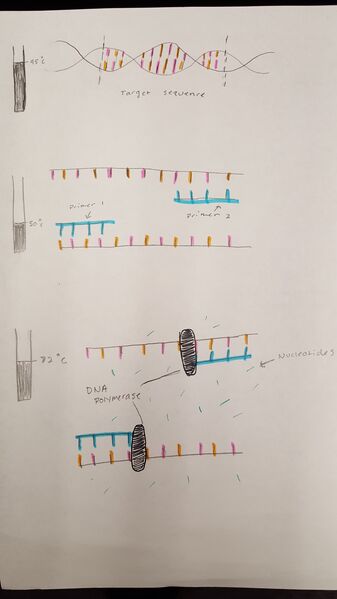 File:BME100 PCRpicture G11.jpg