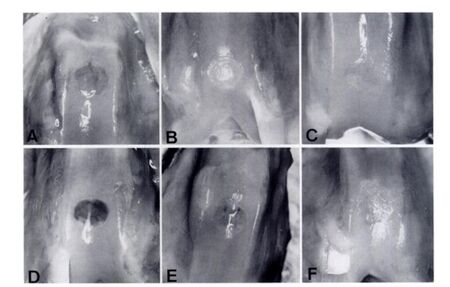 rabbit kneecap healing experiment