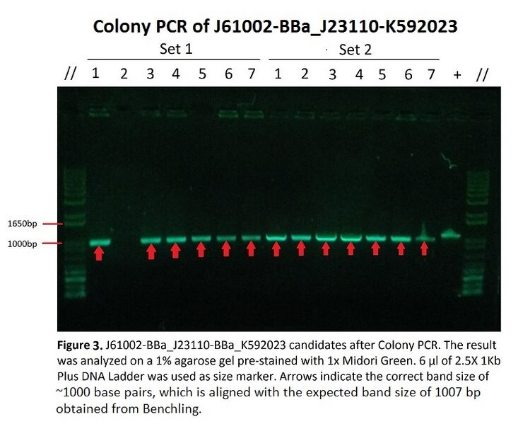 File:Gelelectrophoresis aftercolonyPCR.jpeg