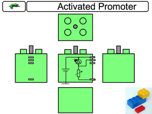 Activated Promoter Component