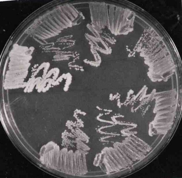 File:Macintosh HD-Users-nkuldell-Desktop-hem1 withdALA.jpg