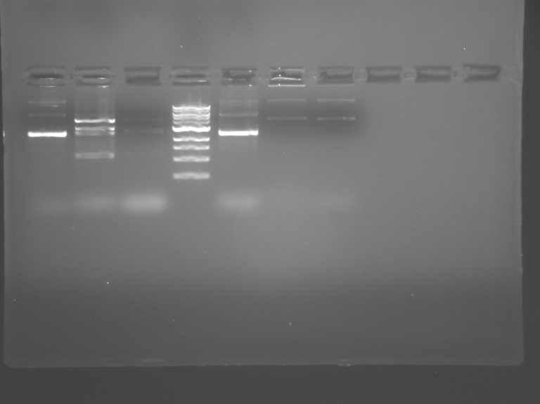 File:S09 M1D5 WF Green.BMP