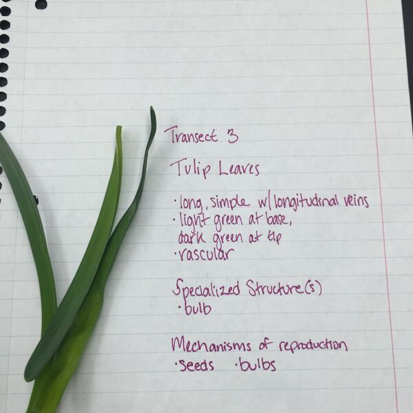 File:Tulip leaves.JPG