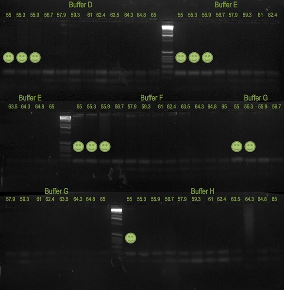 File:20110527 Gel.jpg