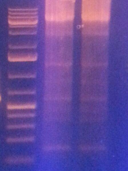 File:20131109 123553 (2).jpg