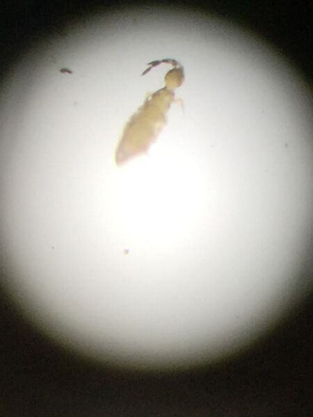 File:Arthropod 5.JPG