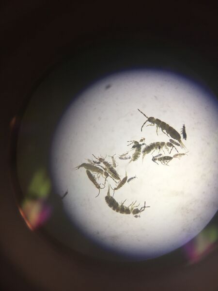 File:BME 103 peewee.jpg