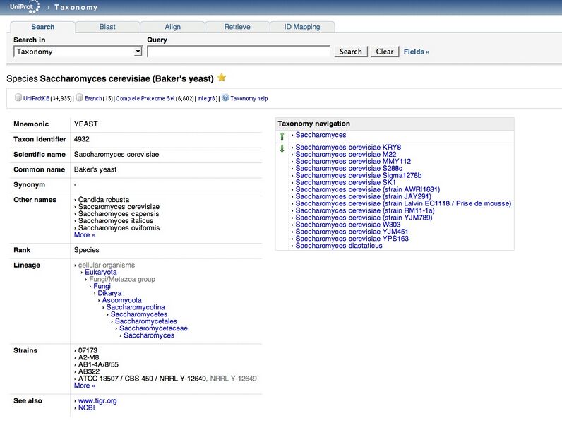 File:Bakers yeast.jpg