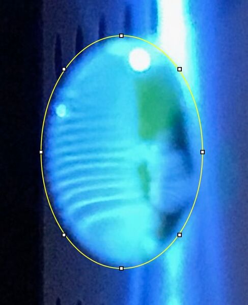 File:Calf Thymus Low.jpeg