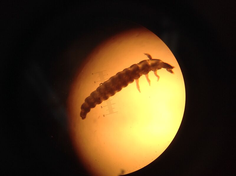 File:Chang Sucking lice.JPG