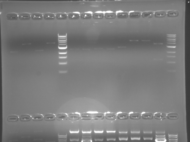 File:F08-M1D6 WF-Green.BMP