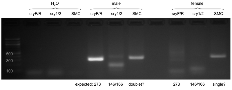 File:Mouse sex genotyping.png
