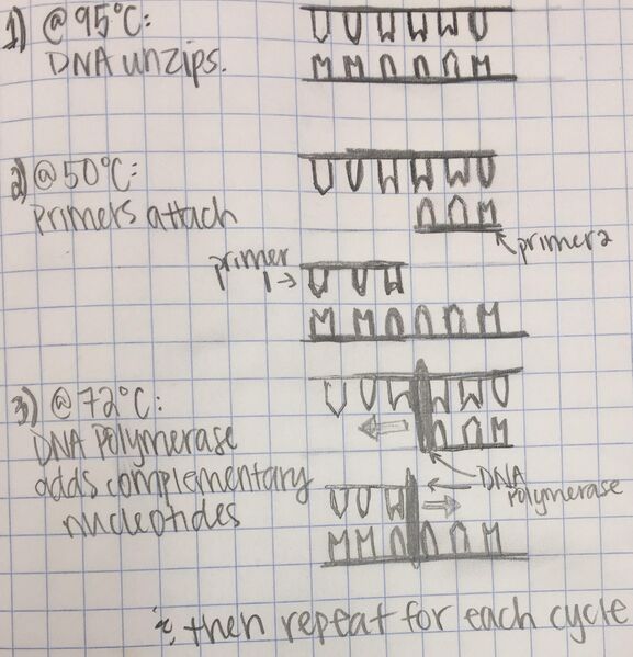 File:Pcr compressed.jpg