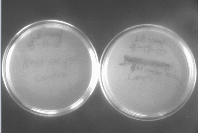 File:815 colonies 1.jpg