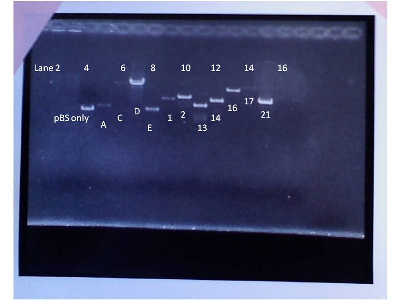 File:Annotated shotgun clones gel.png