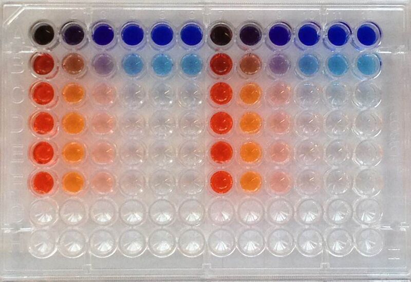 File:Close up experimental plate.jpg