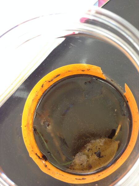 File:Hay Infusion1.jpg