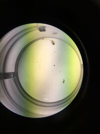 Embyotic/Hatched stage