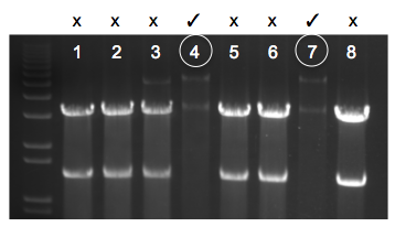 File:KAH 112509 gel1.tif
