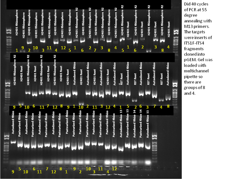File:May 31,2013Gel.tif