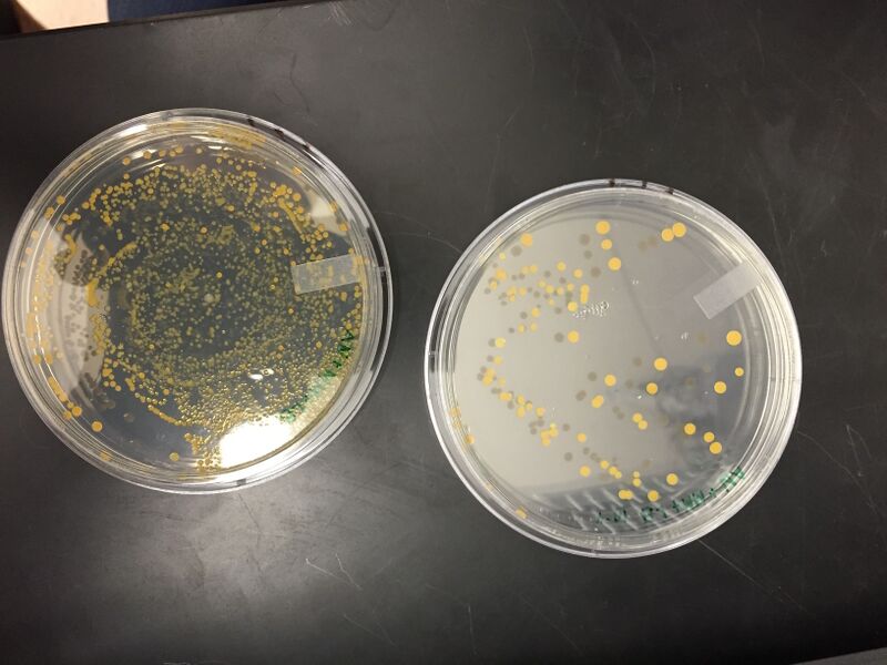 File:1-28 Plate Nutrient 3 5.jpg