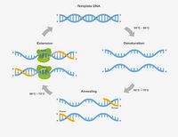 Thermal Cycling/PCR for DNA